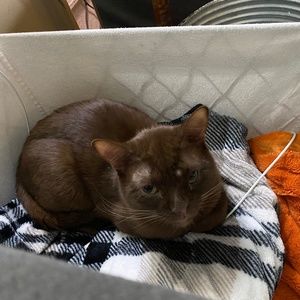 Meet your Posher, Dylan and his cats (brownie and banana)